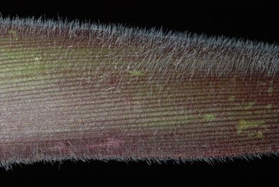 Dichanthelium mattamuskeetense, photographed by Douglas Goldman