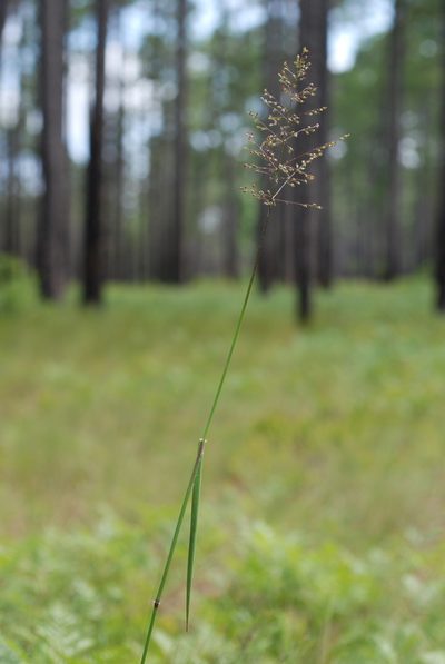 Dichanthelium mattamuskeetense, photographed by Douglas Goldman