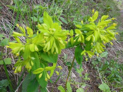 Euphorbia carniolica, photographed by Karsten Rohweder