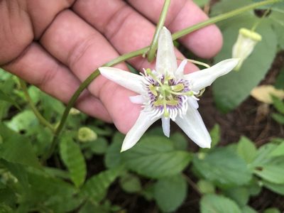 Passiflora bryonioides, photographed by Luis F. Ramírez