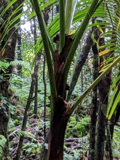 Hyophorbe indica, photographed by Pieter Huybrechts