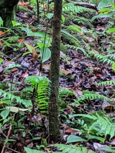 Hyophorbe indica, photographed by Pieter Huybrechts