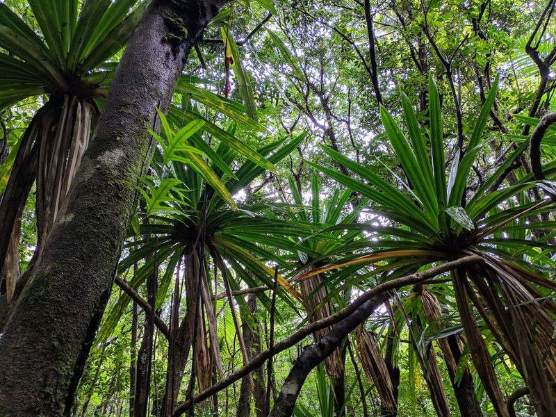 Pandanus purpurascens, photographed by Pieter Huybrechts