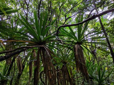 Pandanus purpurascens, photographed by Pieter Huybrechts