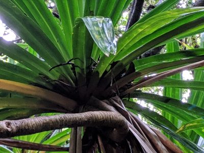 Pandanus purpurascens, photographed by Pieter Huybrechts