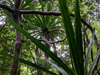 Pandanus purpurascens, photographed by Pieter Huybrechts