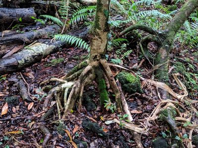 Pandanus purpurascens, photographed by Pieter Huybrechts
