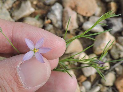 Giliastrum stewartii, photographed by Sam Kieschnick