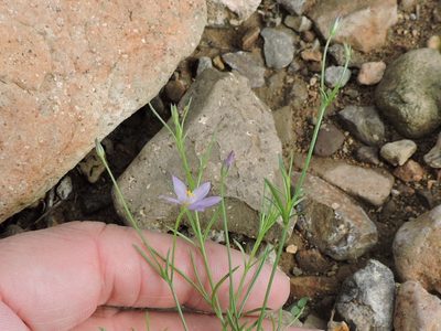 Giliastrum stewartii, photographed by Sam Kieschnick