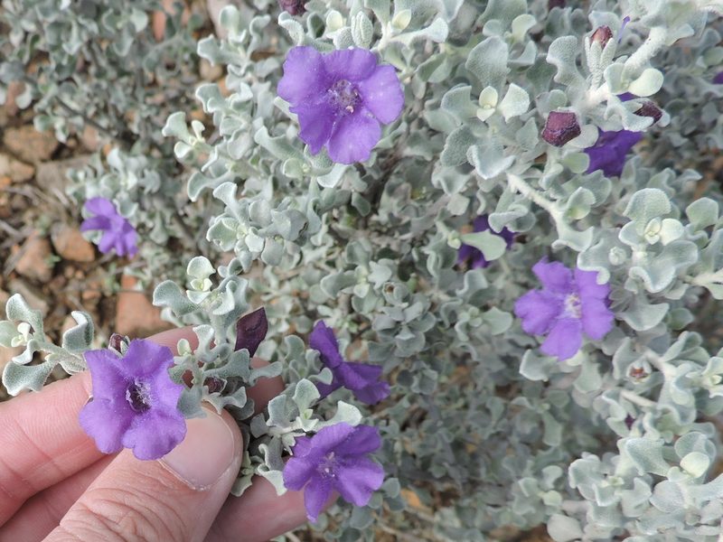 Leucophyllum candidum, photographed by Sam Kieschnick