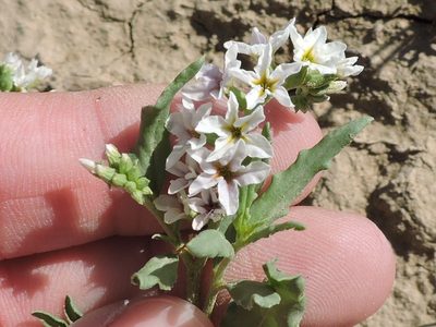 Heliotropium glabriusculum, photographed by Sam Kieschnick