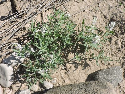 Heliotropium glabriusculum, photographed by Sam Kieschnick
