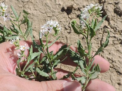 Heliotropium glabriusculum, photographed by Sam Kieschnick