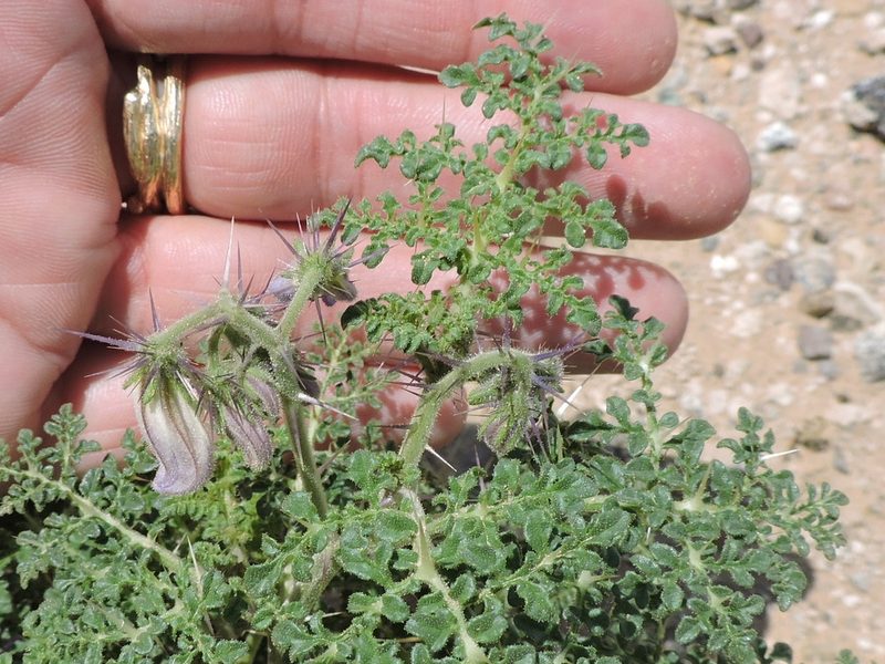 Solanum citrullifolium, photographed by Sam Kieschnick