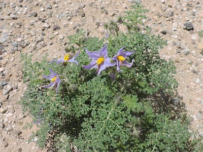 Solanum citrullifolium, photographed by Sam Kieschnick