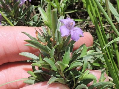 Dyschoriste schiedeana, photographed by Sam Kieschnick