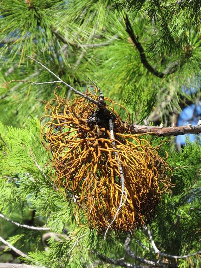 Phoradendron libocedri, photographed by Garth Harwood