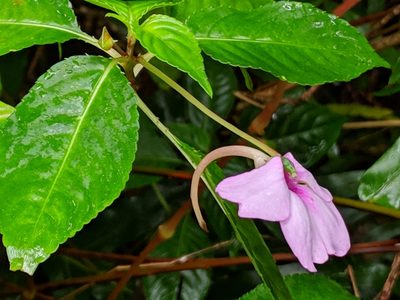 Impatiens flaccida, photographed by Pieter Huybrechts