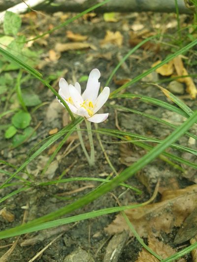 Colchicum umbrosum, photographed by Алена Ручка