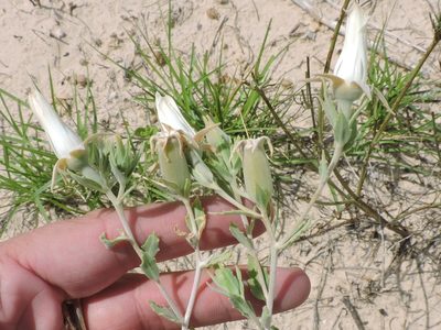 Mentzelia strictissima, photographed by Sam Kieschnick
