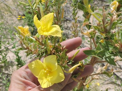 Oenothera rhombipetala, photographed by Sam Kieschnick