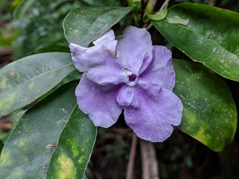 Brunfelsia uniflora, photographed by Pieter Huybrechts