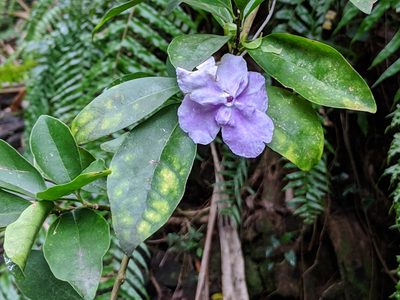 Brunfelsia uniflora, photographed by Pieter Huybrechts