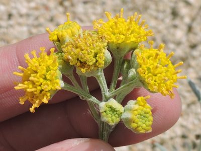 Hymenopappus flavescens, photographed by Sam Kieschnick