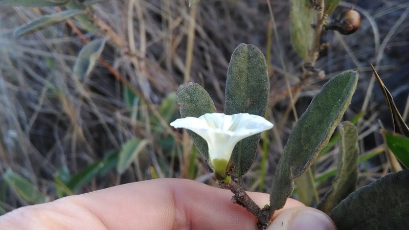 Distimake tomentosus, photographed by Márcia Martins