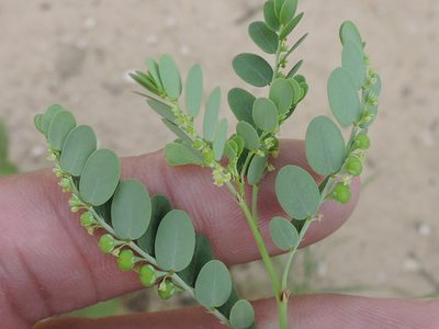 Phyllanthus abnormis, photographed by Sam Kieschnick