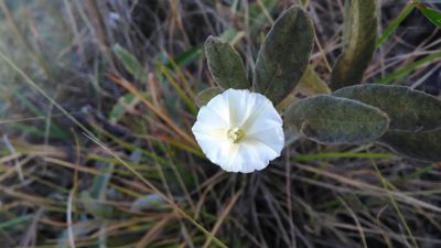 Distimake tomentosus, photographed by Márcia Martins