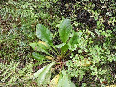 Frasera fastigiata, photographed by Ben Meredyk