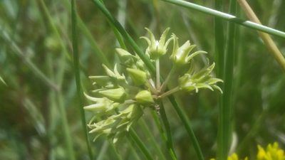 Funastrum angustifolium, photographed by Jay Horn