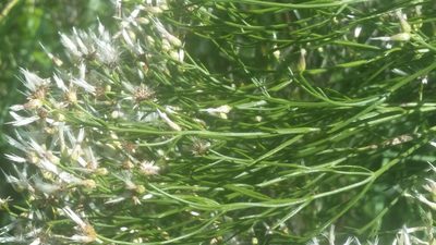 Baccharis angustifolia, photographed by Jay Horn