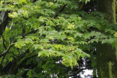 Acer cappadocicum, photographed by Stephen James McWilliam