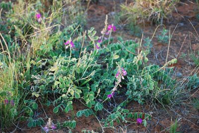 Tephrosia lindheimeri, photographed by Douglas Goldman