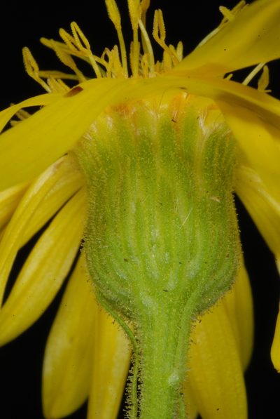 Chrysopsis delaneyi, photographed by Douglas Goldman