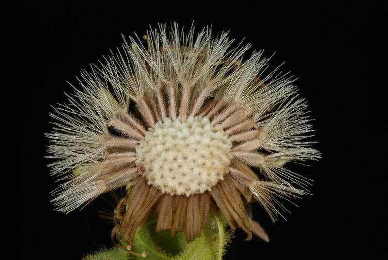 Chrysopsis delaneyi, photographed by Douglas Goldman