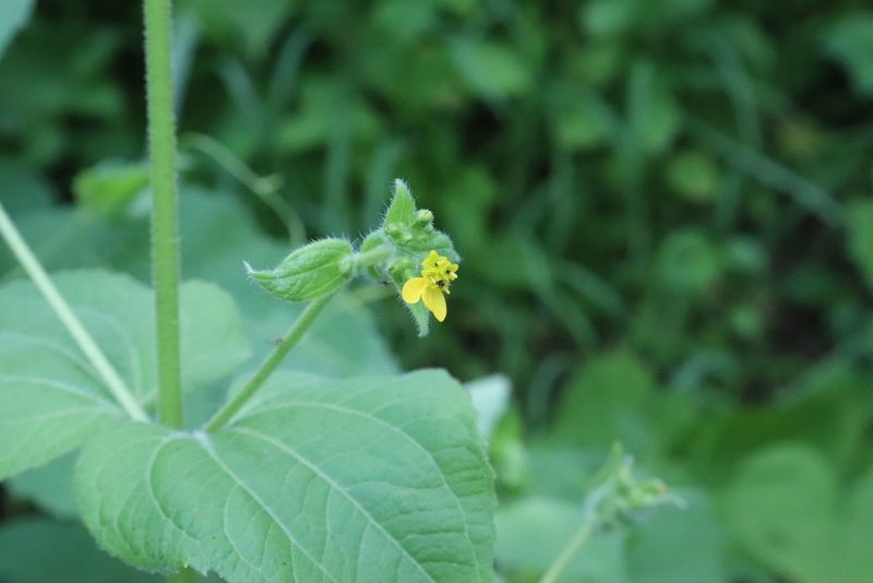 Milleria quinqueflora, photographed by alejandrozab