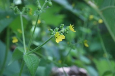 Milleria quinqueflora, photographed by alejandrozab
