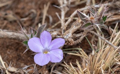 Barleria delamerei, photographed by Forest Botial-Jarvis