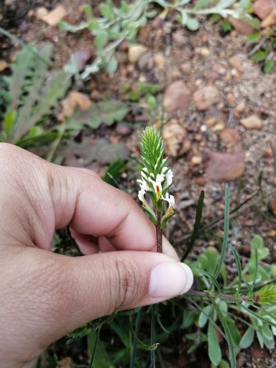 Hebenstretia dentata, photographed by sharndreheuvel