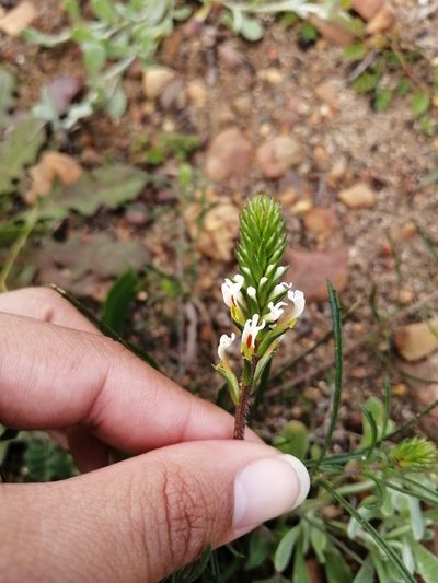 Hebenstretia dentata, photographed by sharndreheuvel