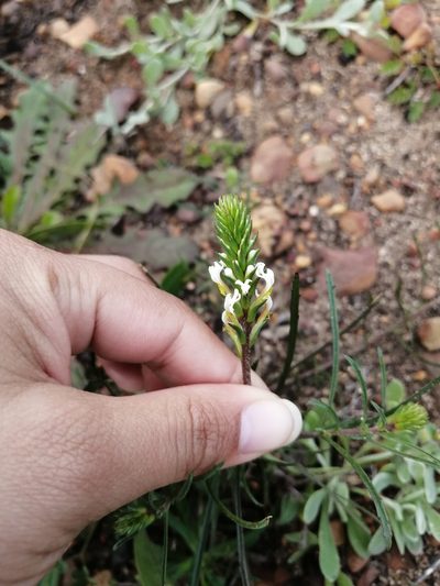 Hebenstretia dentata, photographed by sharndreheuvel