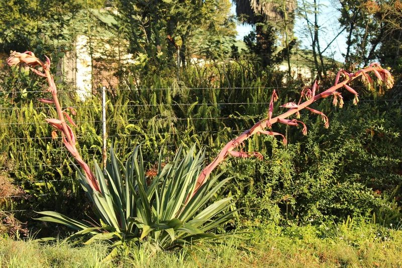 Beschorneria yuccoides, photographed by Karen Eichholz
