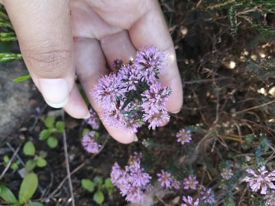 Agathosma serpyllacea, photographed by sharndreheuvel