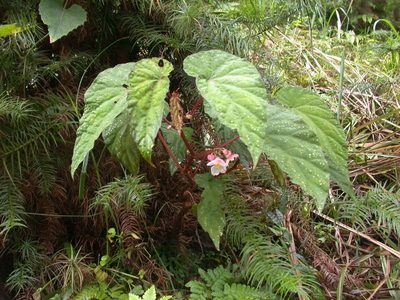 Begonia lukuana, photographed by lansan