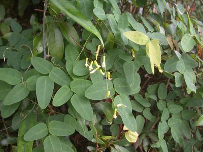 Dumasia villosa, photographed by lansan