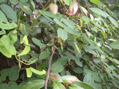Dumasia villosa, photographed by lansan