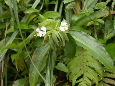 Commelina paludosa, photographed by lansan